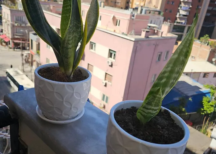 Center 12 * Тирана