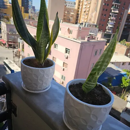 Center 12 * 地拉那